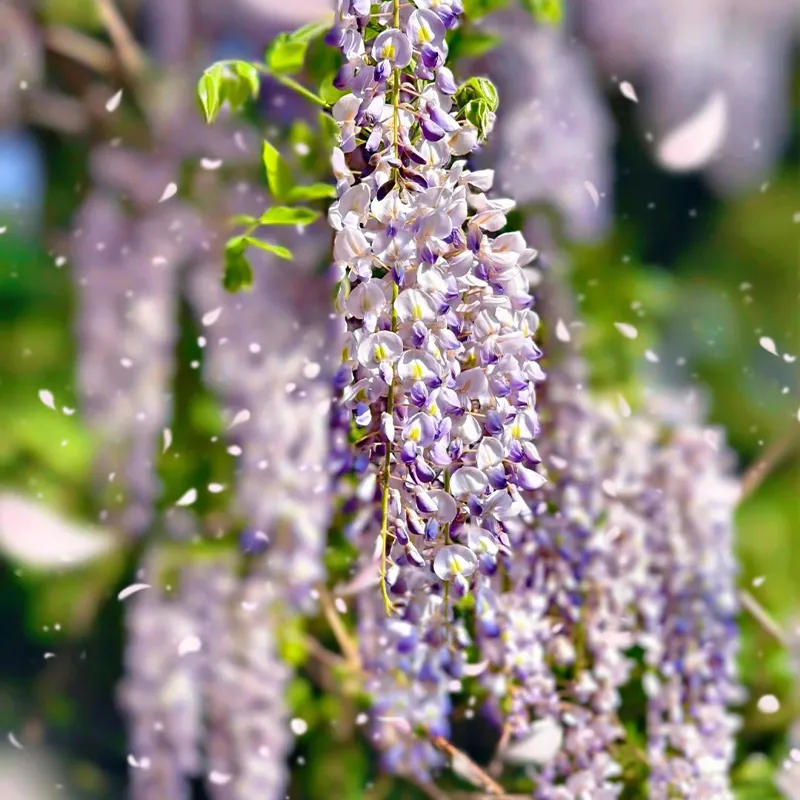 💜Glyziniensamen im Topf🌈Erstellen Sie Ihren Traumgarten
