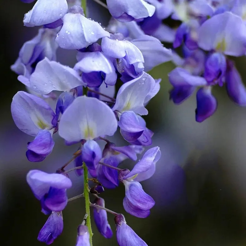 💜Glyziniensamen im Topf🌈Erstellen Sie Ihren Traumgarten