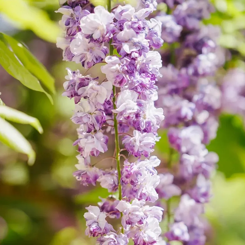 💜Glyziniensamen im Topf🌈Erstellen Sie Ihren Traumgarten