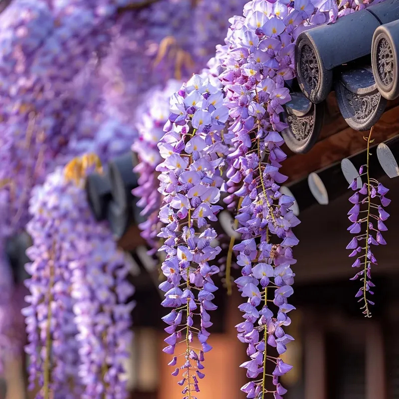 💜Glyziniensamen im Topf🌈Erstellen Sie Ihren Traumgarten