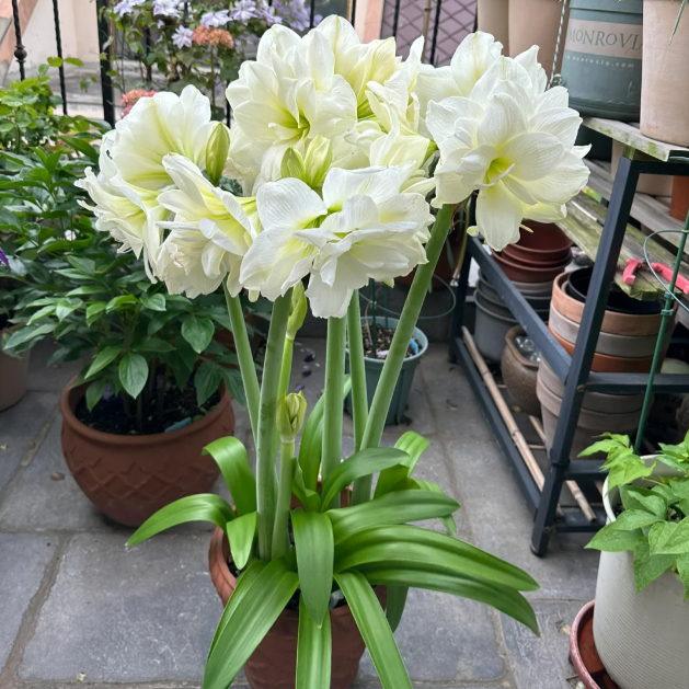 🌺Double-Petaled Perfume Amaryllis Bulbs