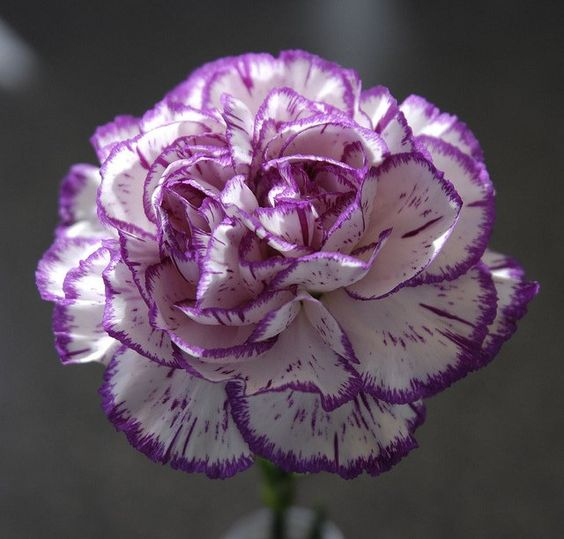 🌸[Carnation Dream Bulbs Collection —— Encountering the Colorful Flower of Mother's Love]