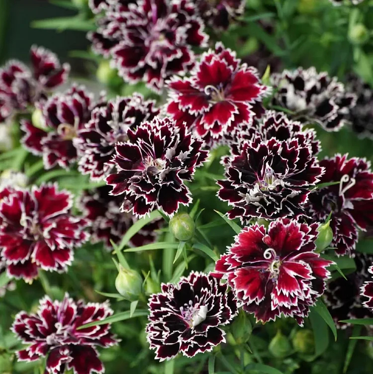 🌸[Carnation Dream Bulbs Collection —— Encountering the Colorful Flower of Mother's Love]