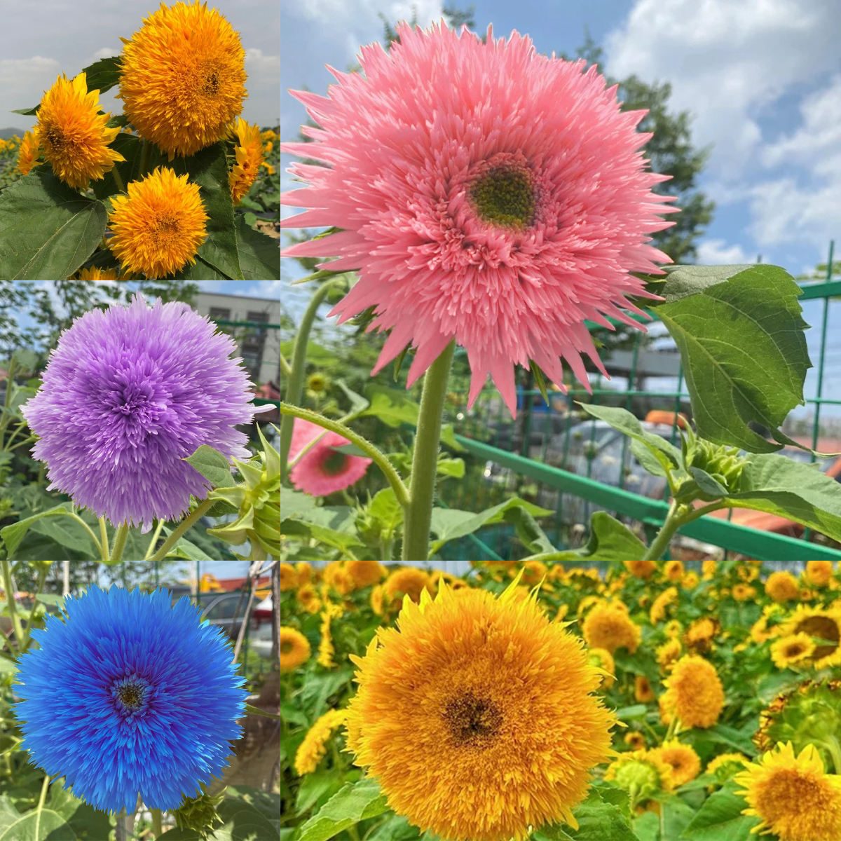 🌻Teddybär-Sonnenblumenkerne