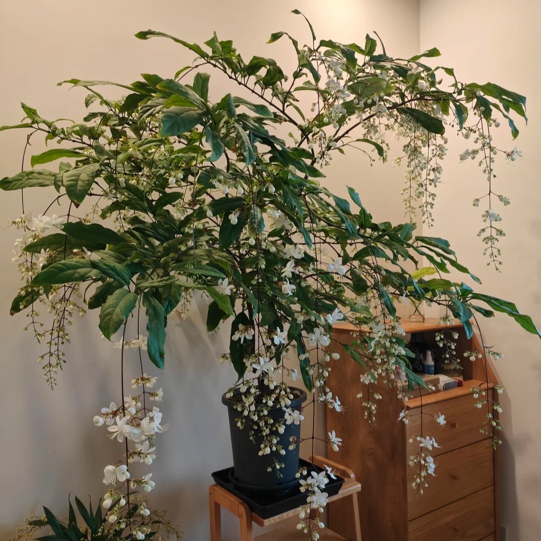 🌿🌸Samen der Mitternachtsduft-Jasminpflanze – mehrjährige Blume