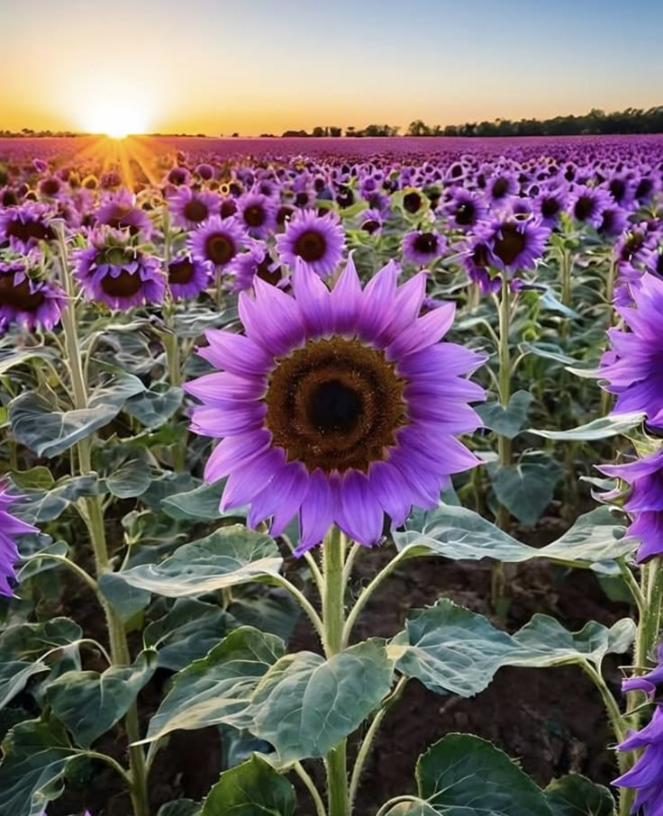 Purple Sunflower Seeds