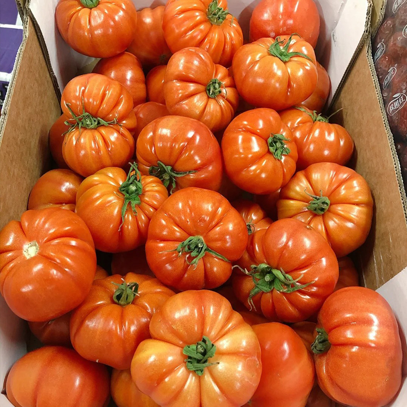 🍅Tomatenpflanzen