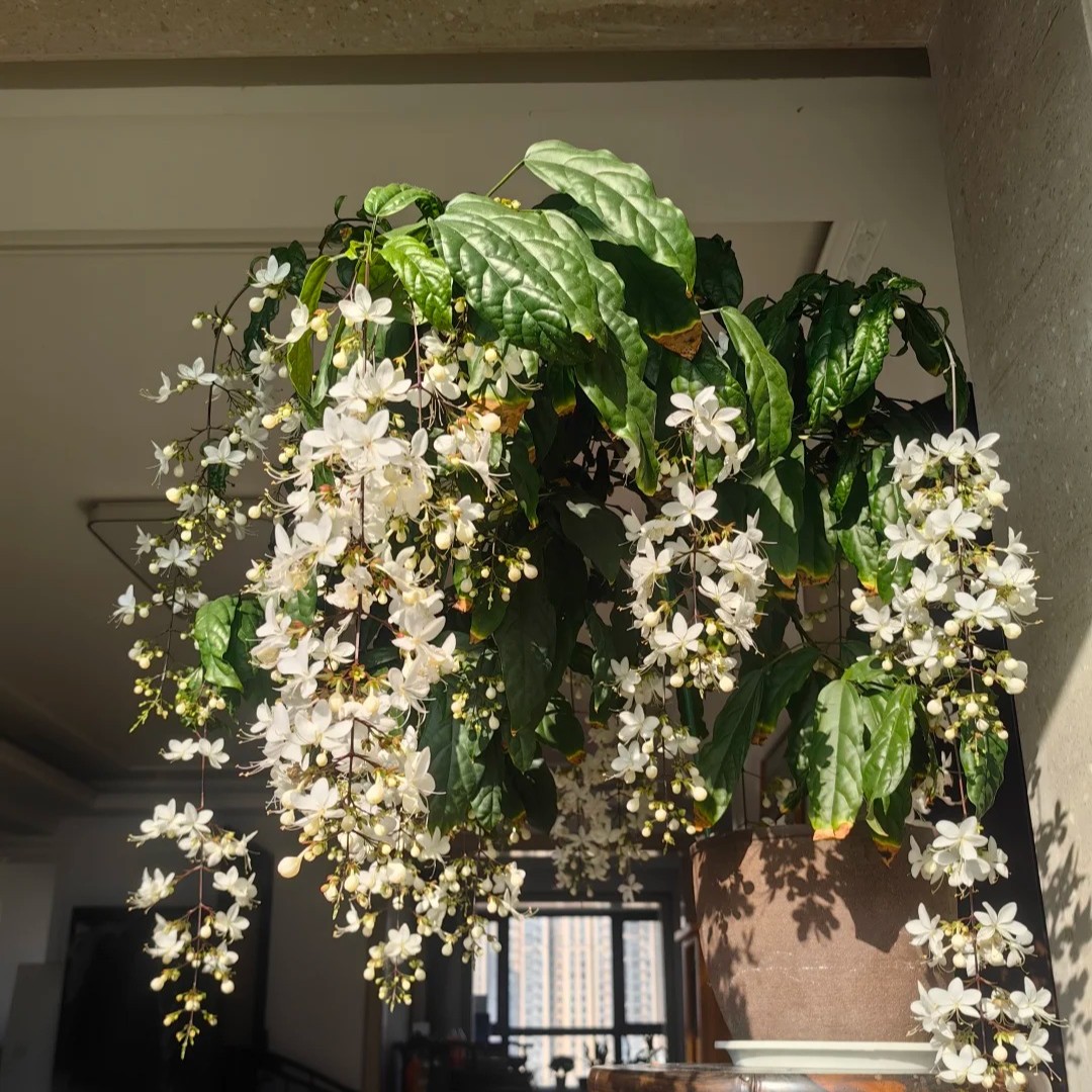 🌿🌸Samen der Mitternachtsduft-Jasminpflanze – mehrjährige Blume