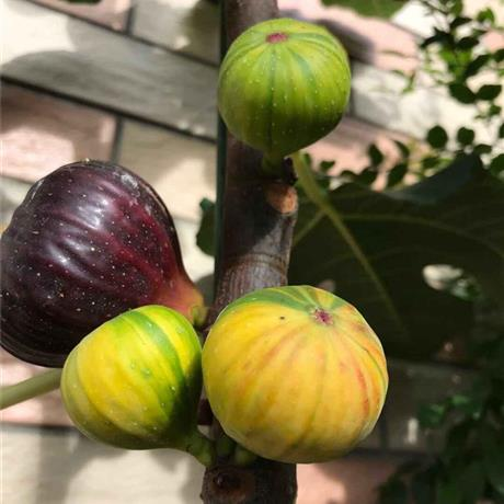 🍑Super Giant Feigenbaumsamen – Die Süße eines Pfirsichs in jedem Bissen! 🌟