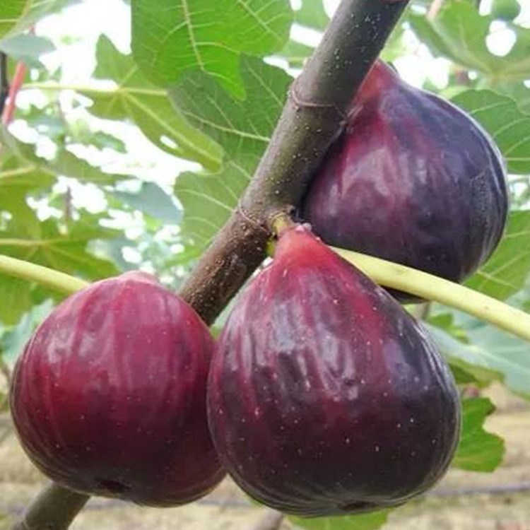 🍑Super Giant Feigenbaumsamen – Die Süße eines Pfirsichs in jedem Bissen! 🌟