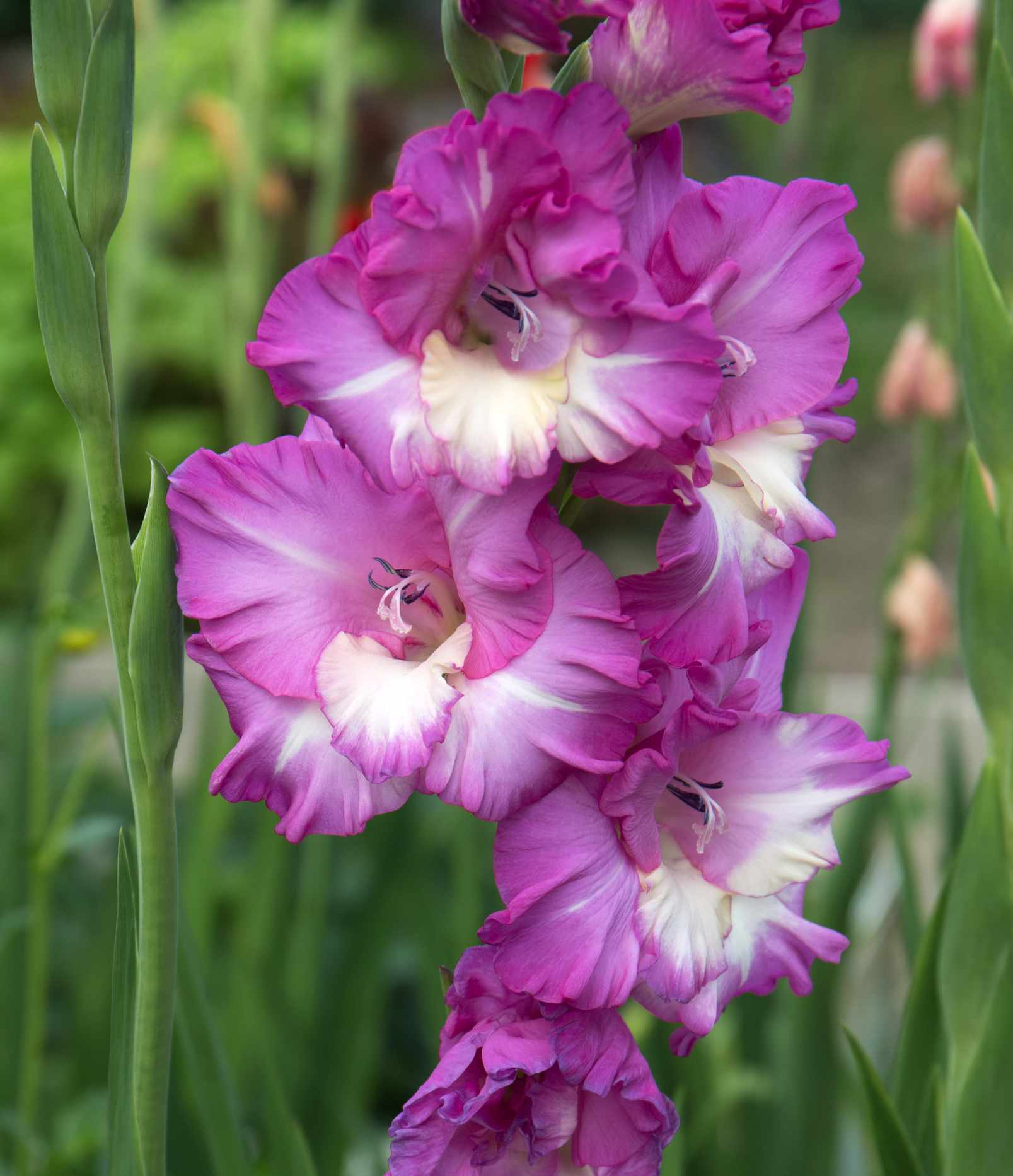 🎉Limited Time Offer: 50% Off : Gladiolus Bulbs!