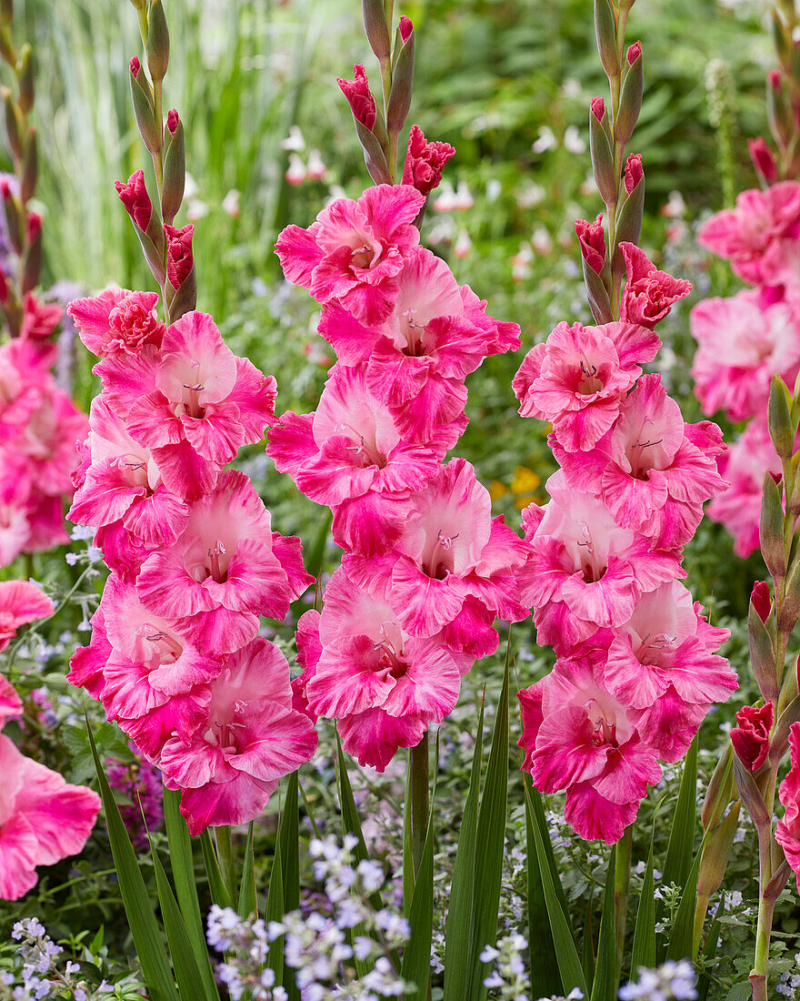 🎉Limited Time Offer: 50% Off : Gladiolus Bulbs!
