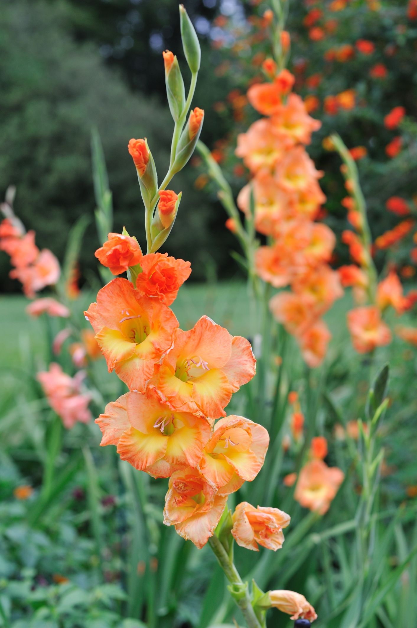 🎉Limited Time Offer: 50% Off : Gladiolus Bulbs!