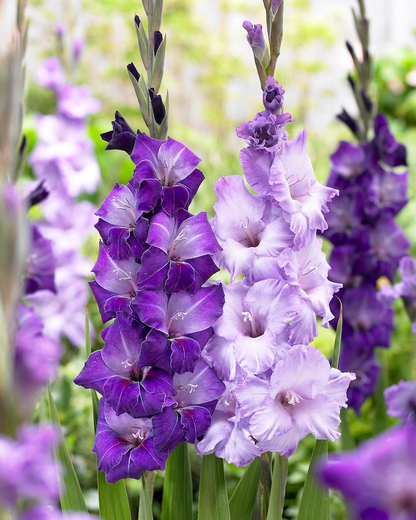 🎉Limited Time Offer: 50% Off : Gladiolus Bulbs!