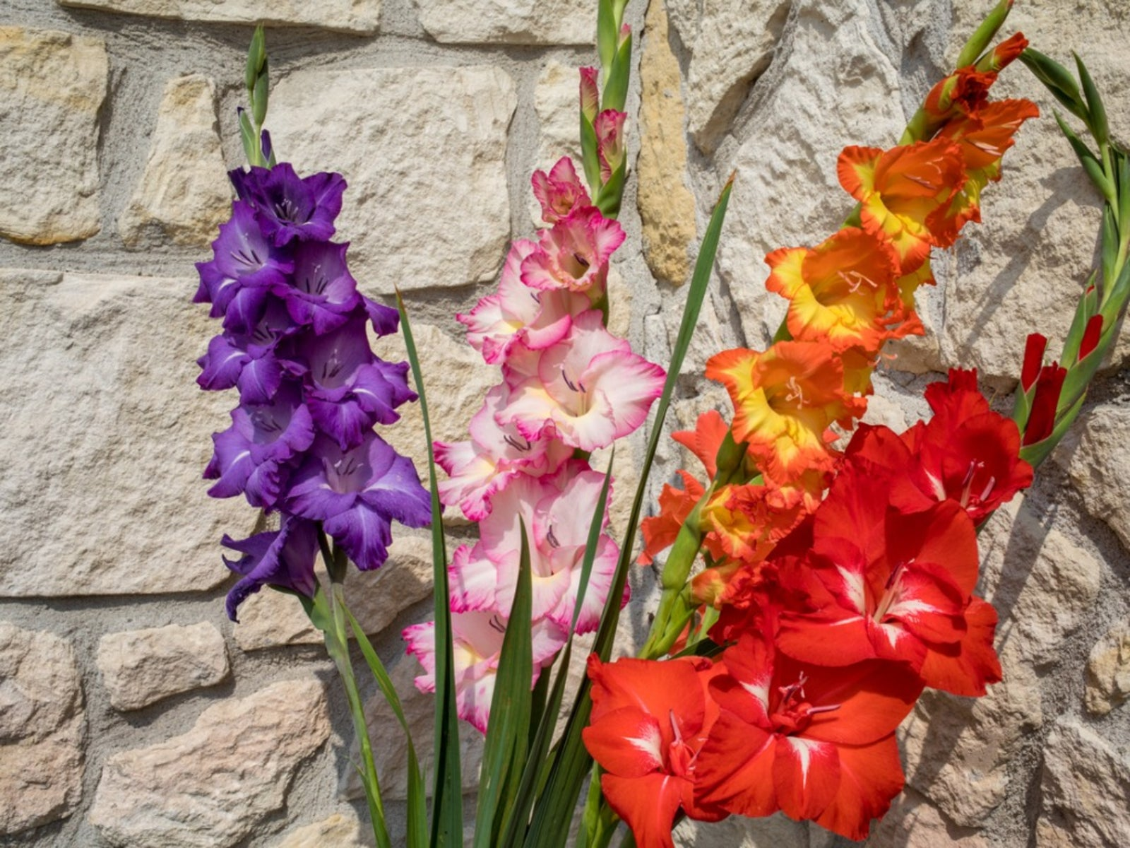 🎉Limited Time Offer: 50% Off : Gladiolus Bulbs!