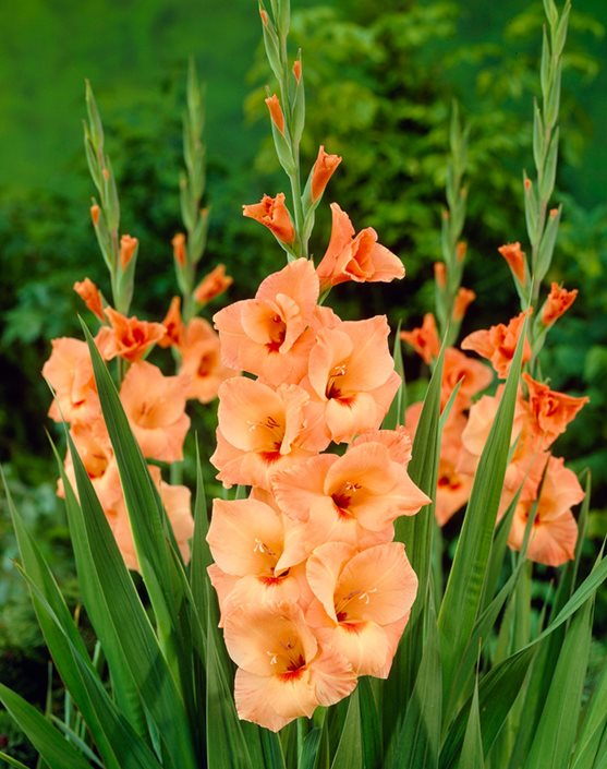 🎉Limited Time Offer: 50% Off : Gladiolus Bulbs!