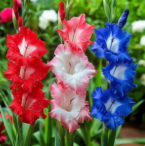 🎉Limited Time Offer: 50% Off : Gladiolus Bulbs!