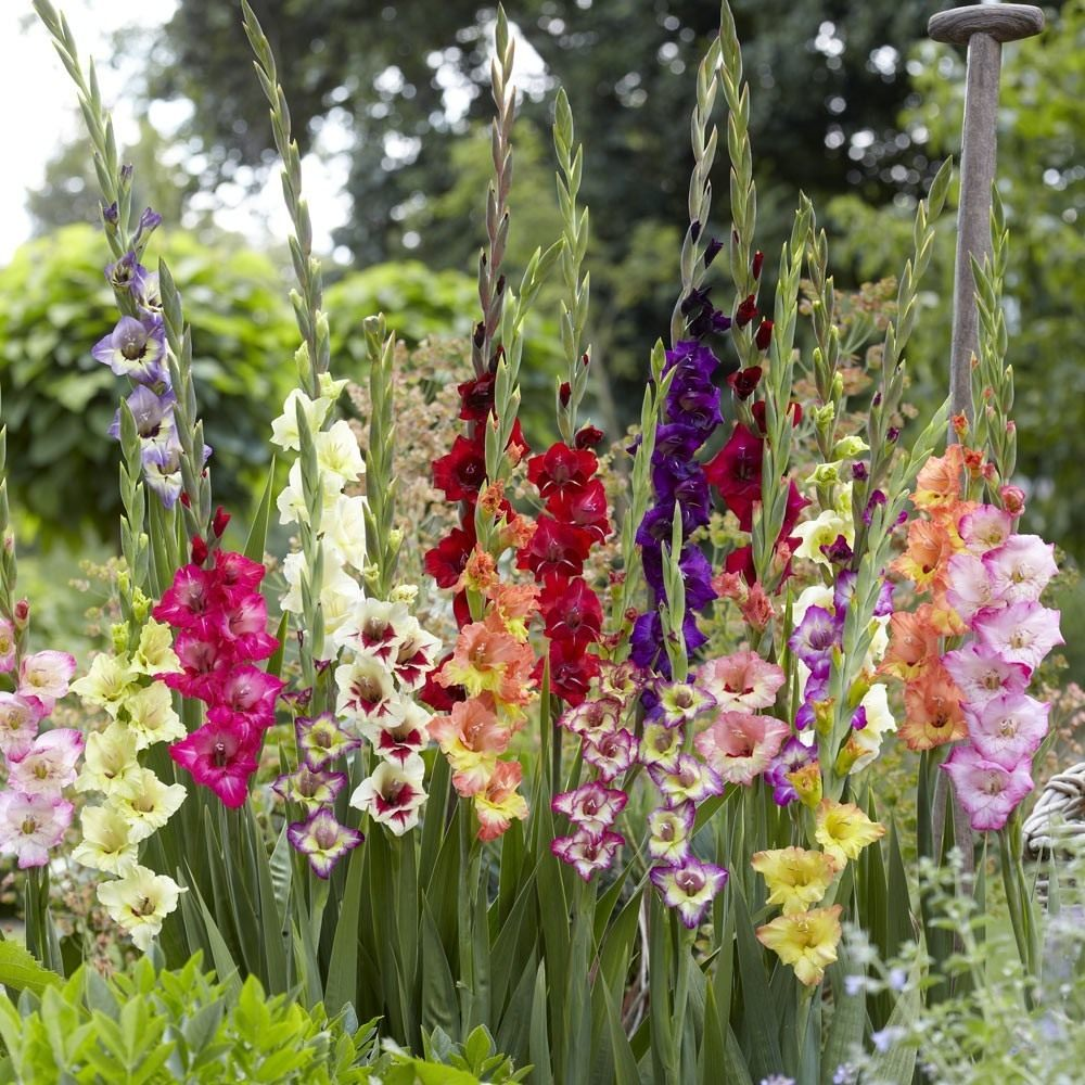 🎉Limited Time Offer: 50% Off : Gladiolus Bulbs!