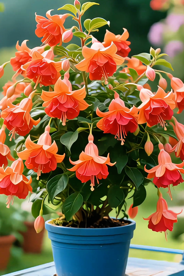 Medinilla Magnifica Seeds – Exotic Lantern-Like Blooms