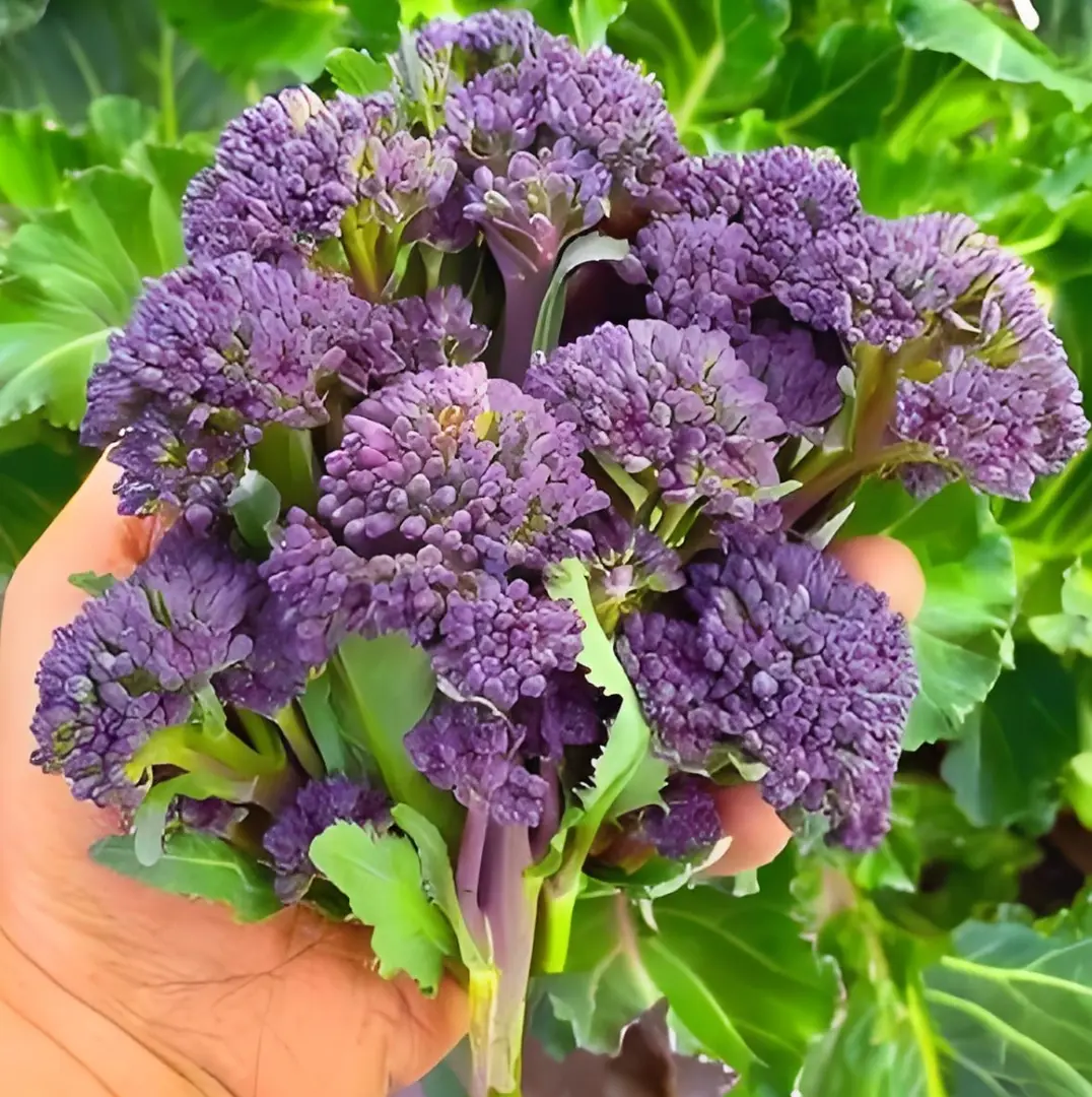 🥦 Easy to Grow, Hard to Resist – Broccoli Stem Seeds for Every Home Garden