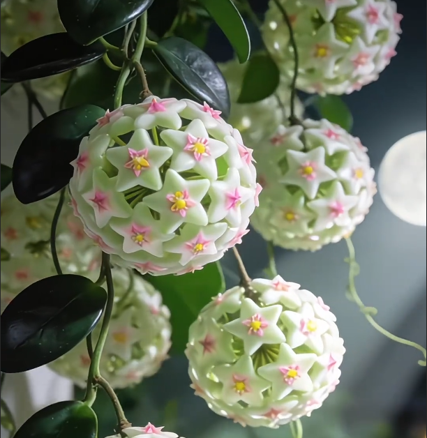 ✨Hoya Bulbs- Stars falling from the sky✨