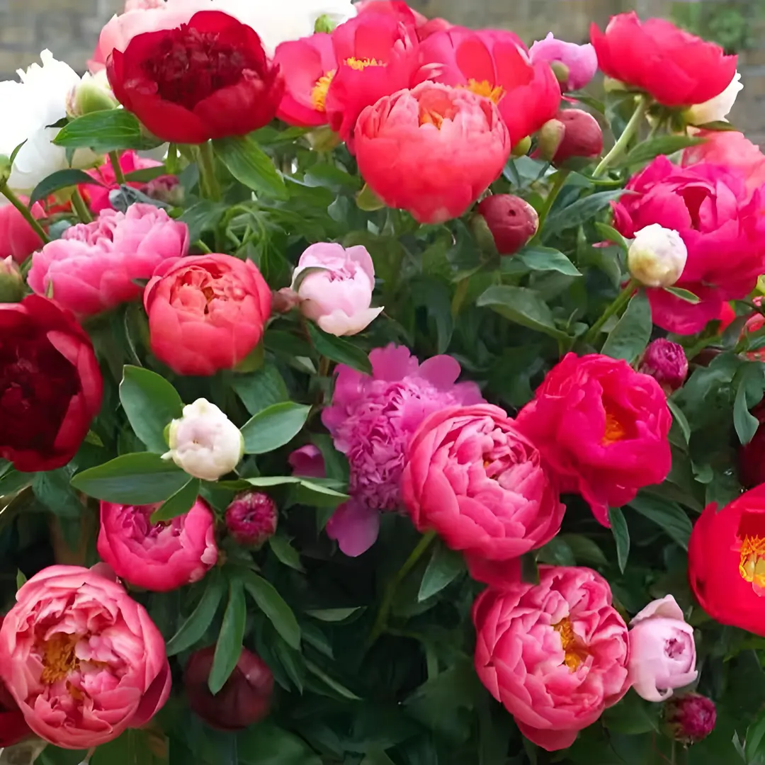 🌸 Gefüllte Kletterpfingstrose – Winterharte, mehrjährige Gartenpflanze für drinnen und draußen