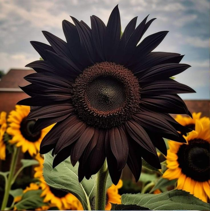 Black Sunflower Seeds