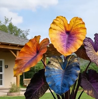 🎁Seltene farbige Buntnessel - 🍃 geeignet für die Pflanzung im Garten und in Innenräumen