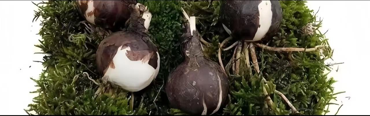 💕Grow Your Wish: Heartwish Bulbs – A Blooming Miracle for Every Home🌷