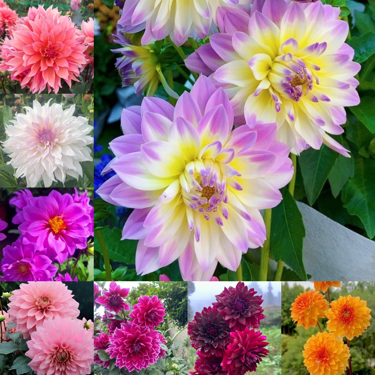 🌺 Dahlien-Samen – Jetzt im Winter säen für einen prachtvollen Sommer 2026!