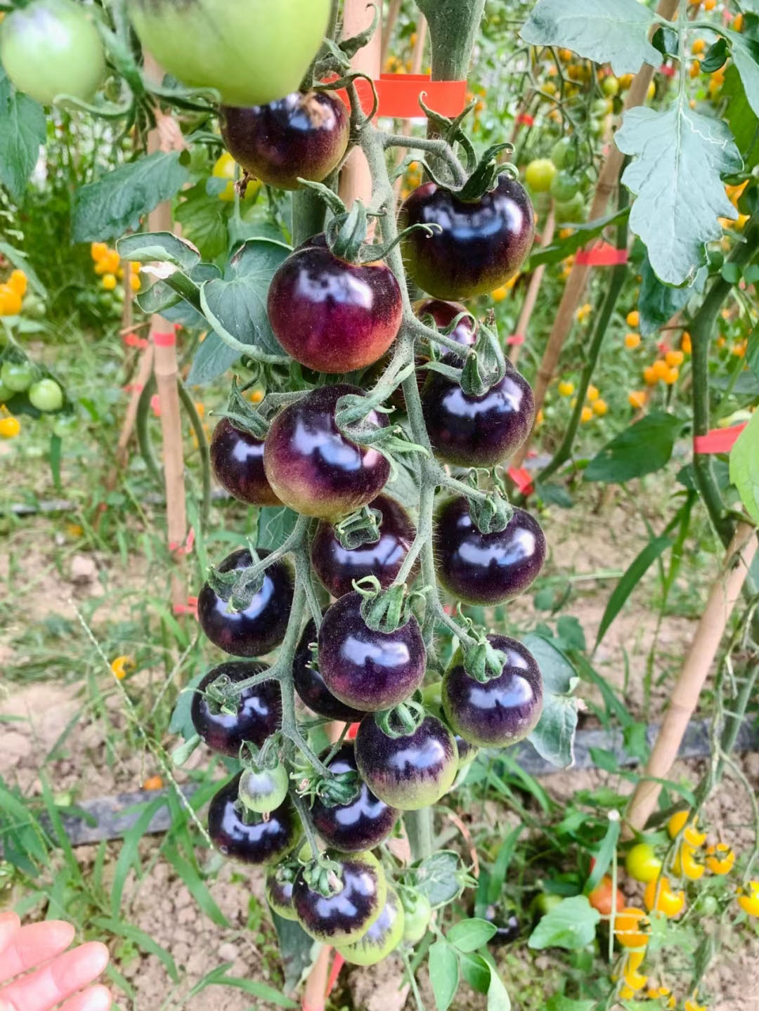 SCHWARZE EDELSTEINTOMATE DER ZUCKERBOMBE
