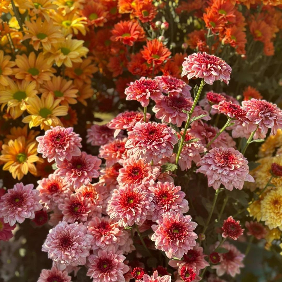 🌼Dreamy Cosmos-Samen | Schnelles Wachstum, einfacher Anbau zu jeder Jahreszeit