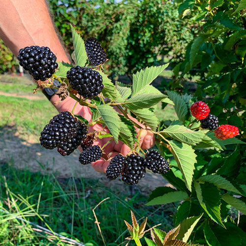 SÜSSE RIESENBROMBEERSAMEN