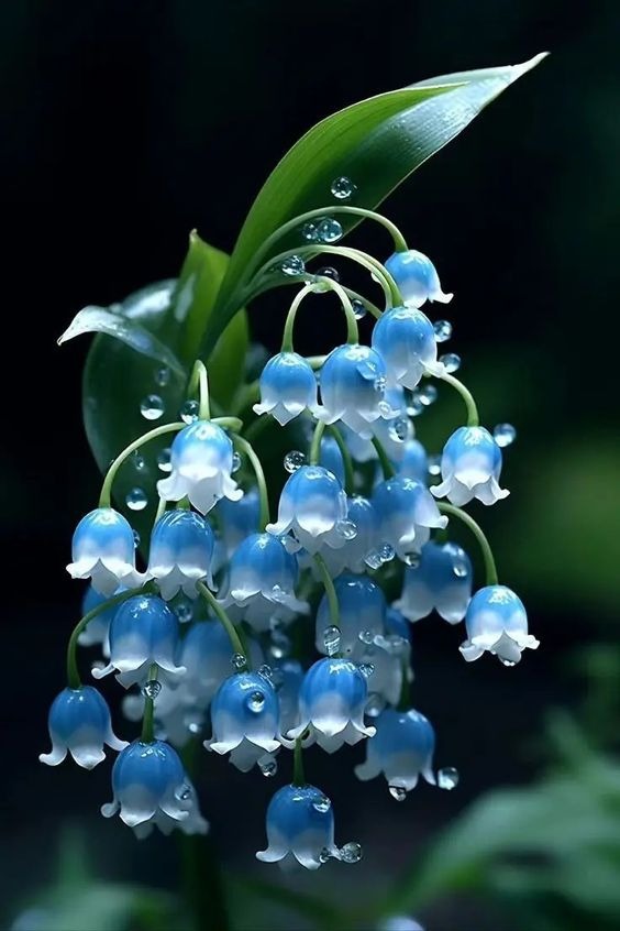 Lily Of The Valley Seeds
