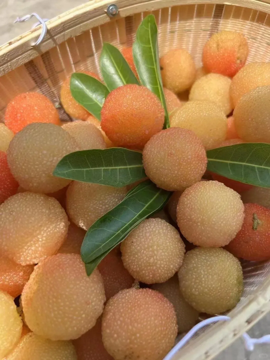 Riesige Lorbeerbeere: Tischtennisballgröße, ⭐Erdbeer-Kirsch-Geschmacksrichtung