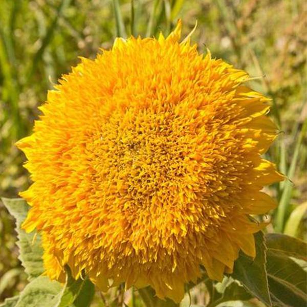 50 Samen Teddybär Sonnenblume