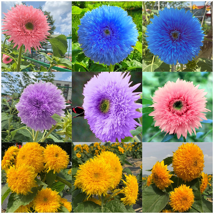 🌻Teddybär-Sonnenblumenkerne – Seltene Farbvarianten