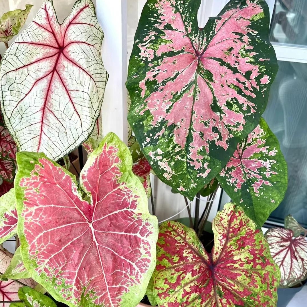 🎁Seltene farbige Buntnessel - 🍃 geeignet für die Pflanzung im Garten und in Innenräumen