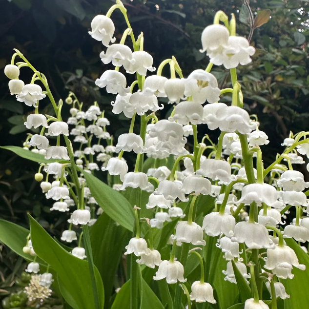 💐Lily of the Valley—Happiness Arrives