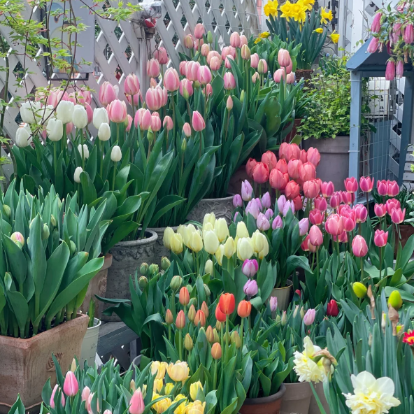 🌷🔥30 % Rabatt am letzten Tag - 🌷Mehrfarbige Tulpenmischung