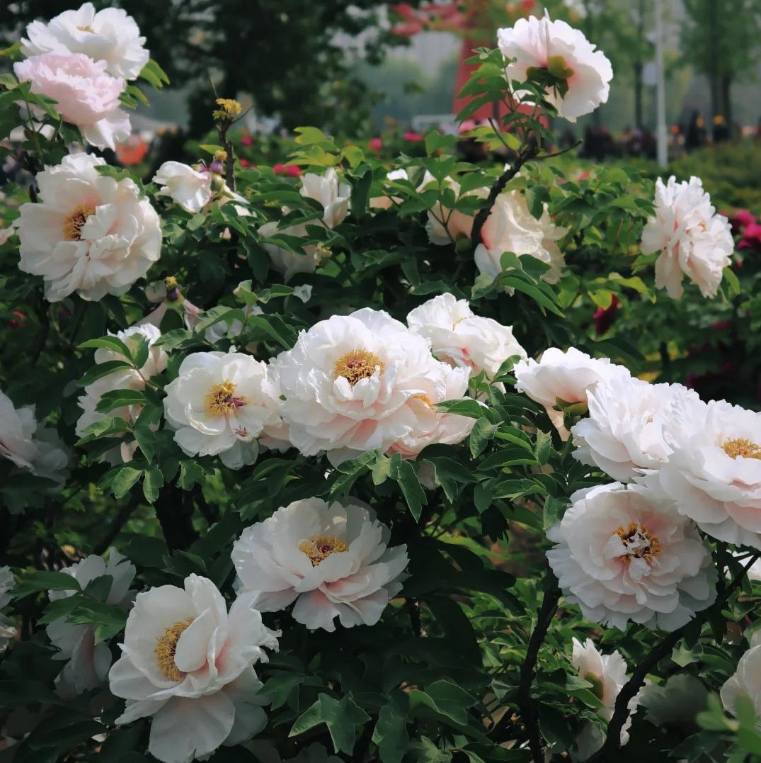 ✨ Pfingstrosensamen mit üppiger Blüte – Kräftige Farben & Hohe Keimfähigkeit!