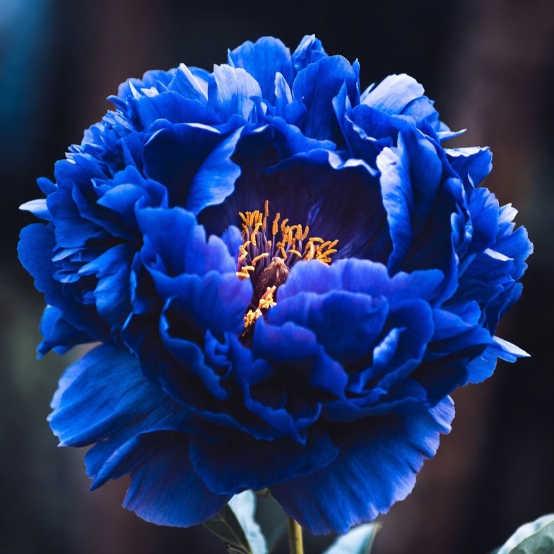 ✨ Pfingstrosensamen mit üppiger Blüte – Kräftige Farben & Hohe Keimfähigkeit!