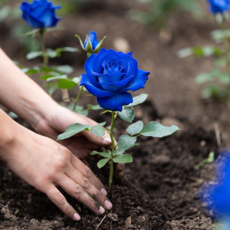 🌹Seltene, traditionelle blaue Rosensamen