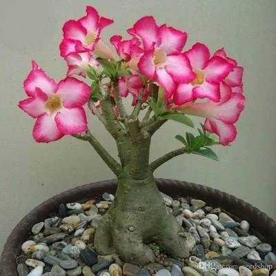 ✨Wüstenrosensamen🌹Hitzebeständig✨