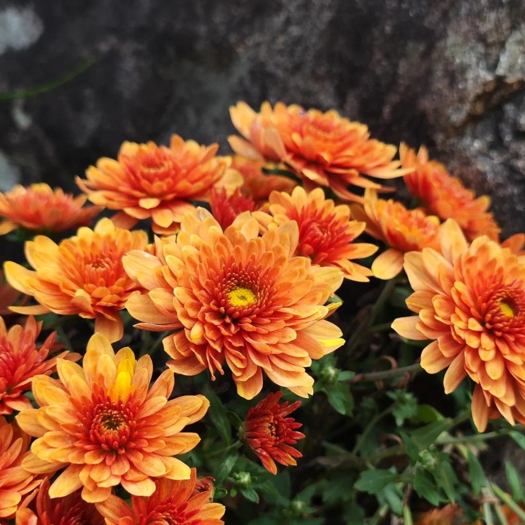 🌼Dreamy Cosmos-Samen | Schnelles Wachstum, einfacher Anbau zu jeder Jahreszeit