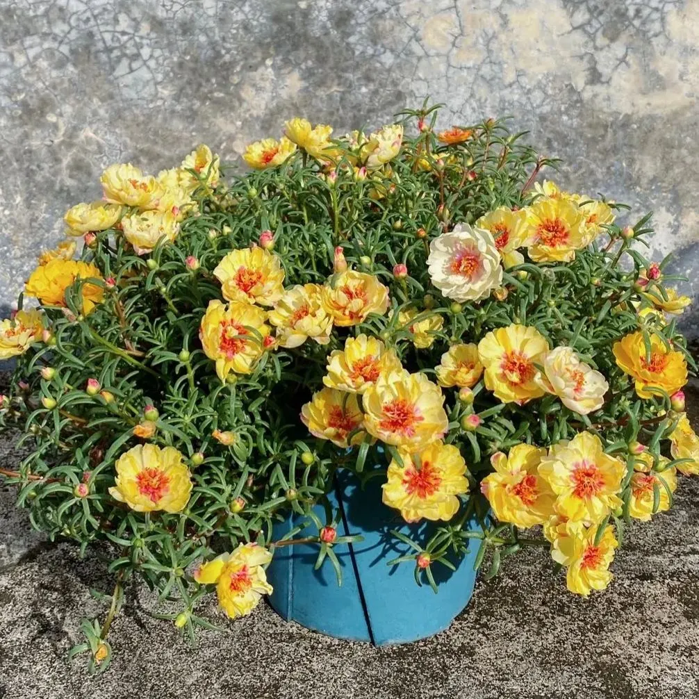 10000 Pcs Muti-color double petal sunflower seeds