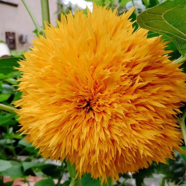 50 Samen Teddybär Sonnenblume
