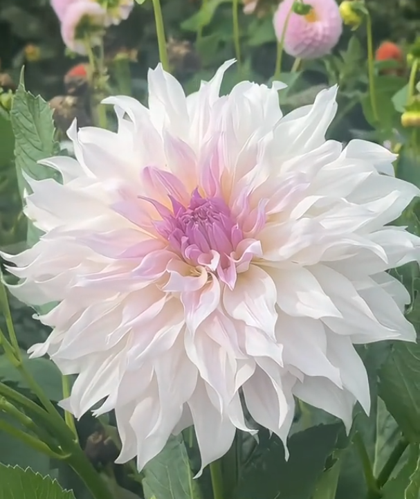 🌺 Dahlien-Samen – Jetzt im Winter säen für einen prachtvollen Sommer 2026!