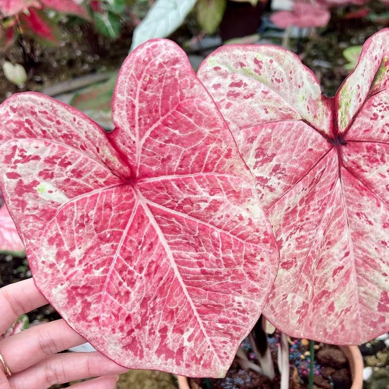 🎁Seltene farbige Buntnessel - 🍃 geeignet für die Pflanzung im Garten und in Innenräumen