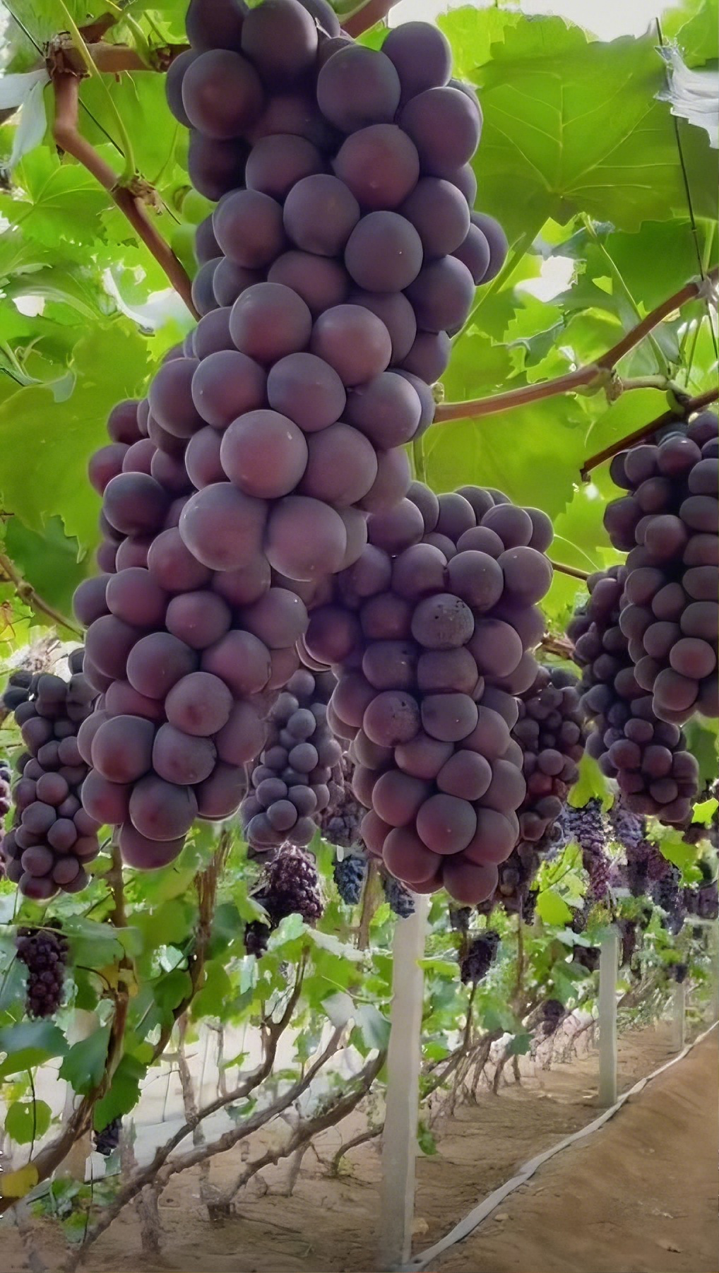 🍇 Kyoho Riesentraube – Die Süßeste & Ertragreichste Traube für Ihren Garten